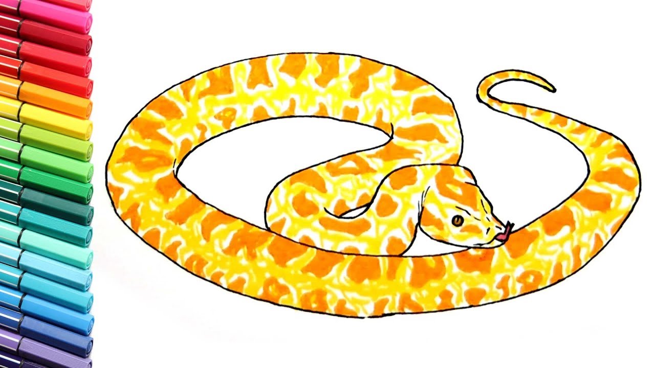 Featured image of post Easy Snake Drawing Color