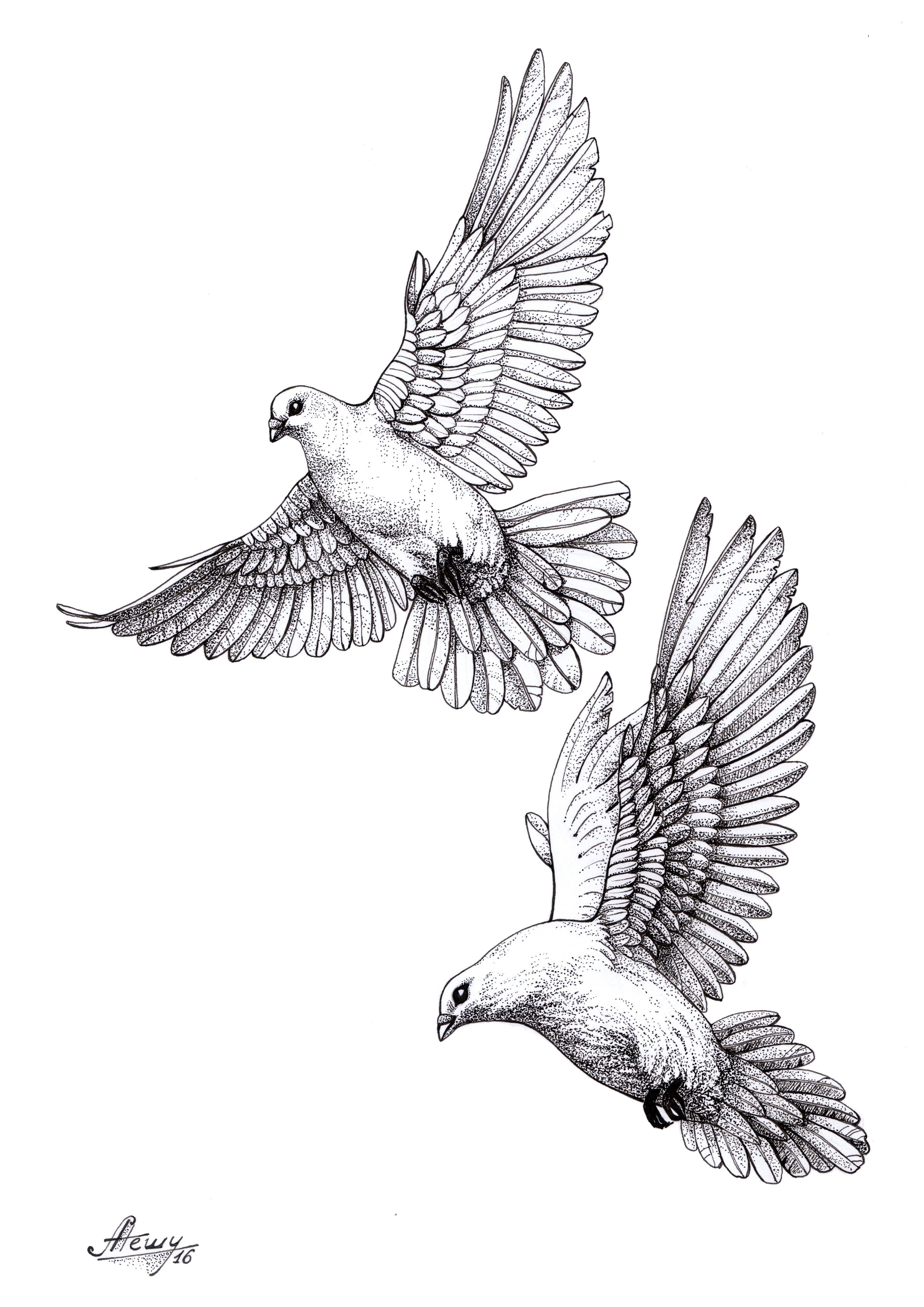 Featured image of post Outline Dove Tattoo Drawing